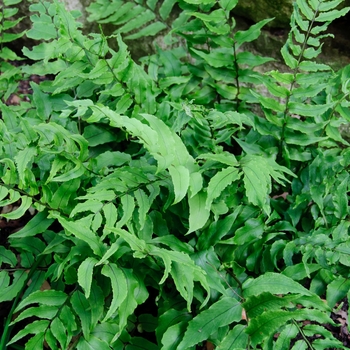 Polystichum makinoi '' (113861)