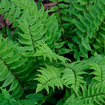 Polystichum makinoi '' (113862)