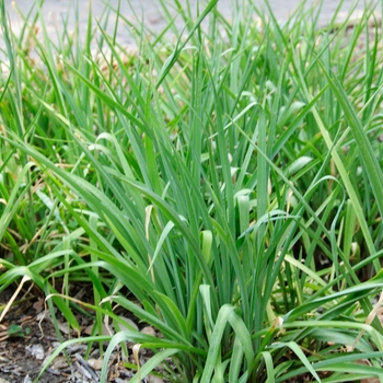 Polianthes tuberosa '' (113865)