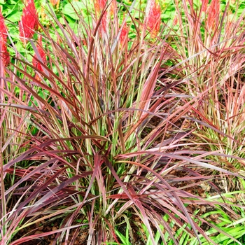 Pennisetum setaceum Graceful Grasses® 'Fireworks' (113872)