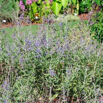 Perovskia atriplicifolia 'Crazy Blue' (113877)