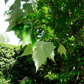 Platanus mexicana '' (113886)