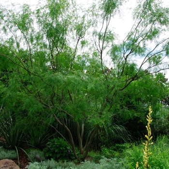 Prosopis glandulosa 'Maverick®' (113889)