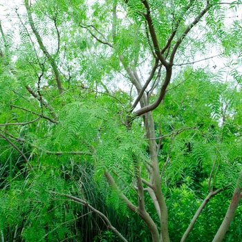 Prosopis glandulosa 'Maverick®' 