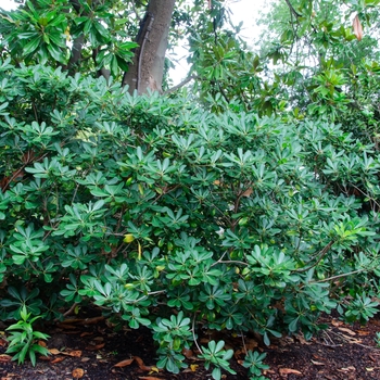 Pittosporum tobira 'Tall n' Tough' (113892)