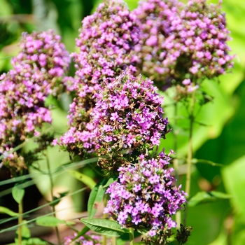 Phlox paniculata 'Jeana' (113894)