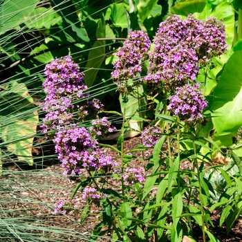 Phlox paniculata 'Jeana' (113895)