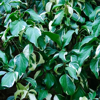 Hedera rhombea 'Creme de Menthe™' (114043)