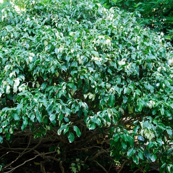 Hedera rhombea 'Creme de Menthe™' (114044)