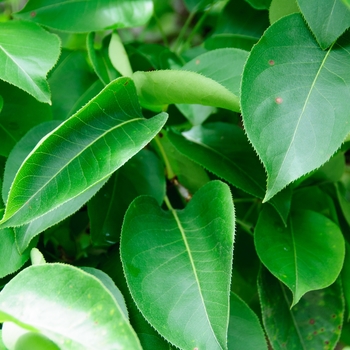 Pyrus pyrifolia 'Shinseiki' (114051)