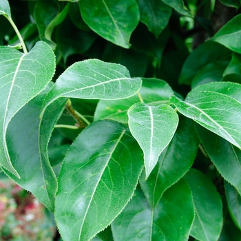 Pyrus 'Southern Bartlett' (114052)