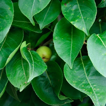 Pyrus 'Southern Bartlett' (114055)