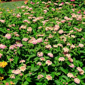 Lantana camara Landmark™ 'Peach Sunrise' (114064)