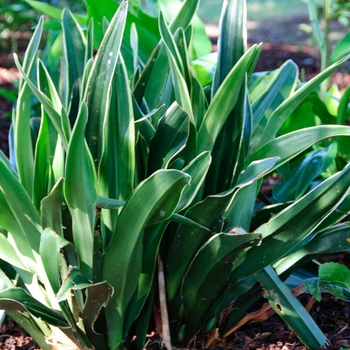 Rohdea japonica 'Variegata' (114112)