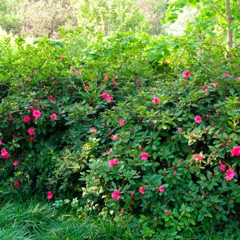 Rhododendron Encore® 'Autumn Rouge®' (114122)