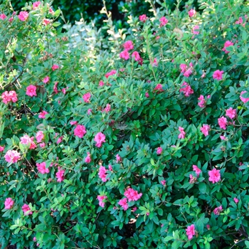 Rhododendron Encore® 'Autumn Rouge®' (114127)