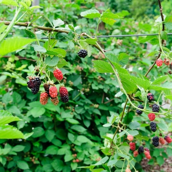 Rubus fruticosa 'Chester' (114158)