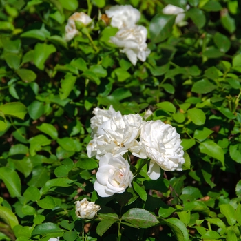 Rosa Meidiland® '' (114160)