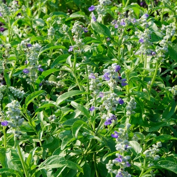 Salvia farinacea Mannequin® 'Snow Mountain' (114193)