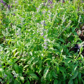 Salvia farinacea Mannequin® 'Snow Mountain' (114194)