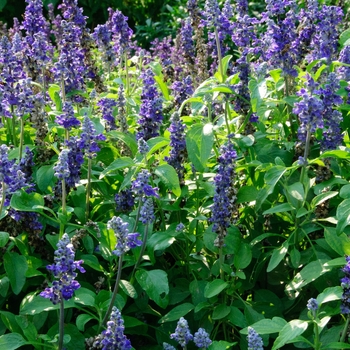 Salvia farinacea Mannequin® 'Blue Mountain' (114196)