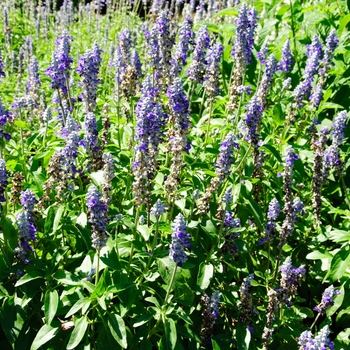 Salvia farinacea Mannequin® 'Blue Mountain' (114197)