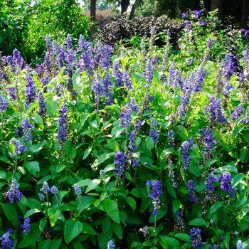 Salvia farinacea Mannequin® 'Blue Mountain' (114198)