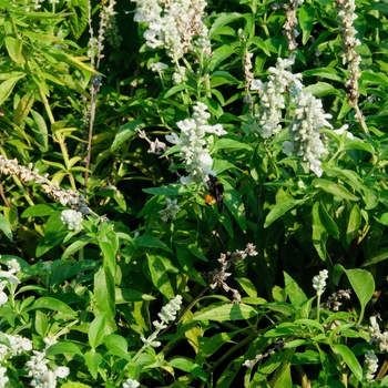 Salvia farinacea 'Evolution® White' (114200)