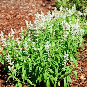 Salvia farinacea Cathedral™ 'White' (114204)