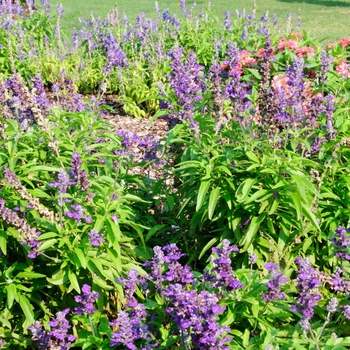 Salvia farinacea Cathedral™ 'Purple' (114209)