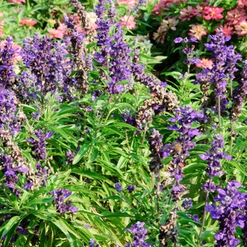 Salvia farinacea Cathedral™ 'Purple' (114211)