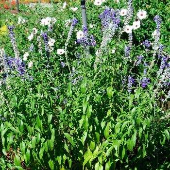 Salvia farinacea Cathedral™ 'Purple' (114212)