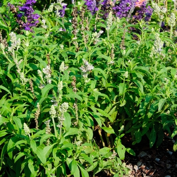 Salvia farinacea Cathedral™ 'Lavender' (114214)