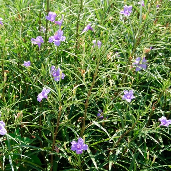 Ruellia simplex '' (114217)