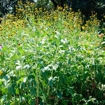 Rudbeckia lacinata 'Autumn Sun' (114242)