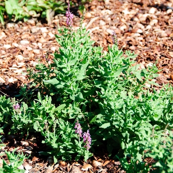 Salvia nemorosa Salute™ 'Pink' (114264)