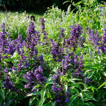 Salvia farinacea 'Violet Candle' (114275)