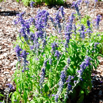 Salvia farinacea 'Midnight Candle' (114276)