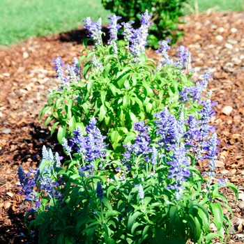 Salvia farinacea 'Midnight Candle' (114278)