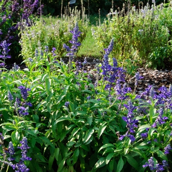 Salvia farinacea 'Midnight Candle' (114279)