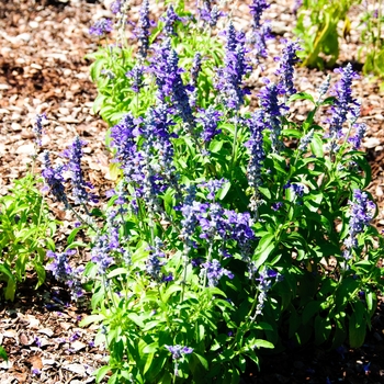 Salvia farinacea 'Midnight Candle' (114280)