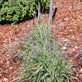 Schizachyrium scoparium 'Seasons in the Sun' (114304)