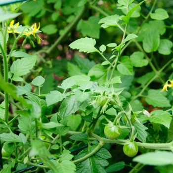 Lycopersicon esculentum 'Sugar Rush' (114306)