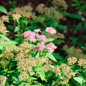 Spiraea japonica 'Shirobana' (114308)