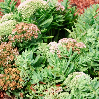 Sedum Rock 'N Grow® 'Pure Joy' (114310)