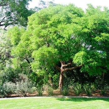 Sophora affinis '' (114313)