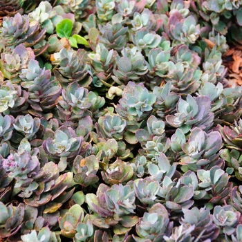 Sedum Sunsparkler® 'Dazzleberry' (114318)