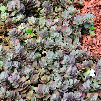 Sedum Sunsparkler® 'Dazzleberry' (114319)