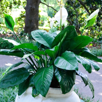 Spathiphyllum wallisii