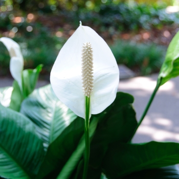 Spathiphyllum wallisii '' (114325)